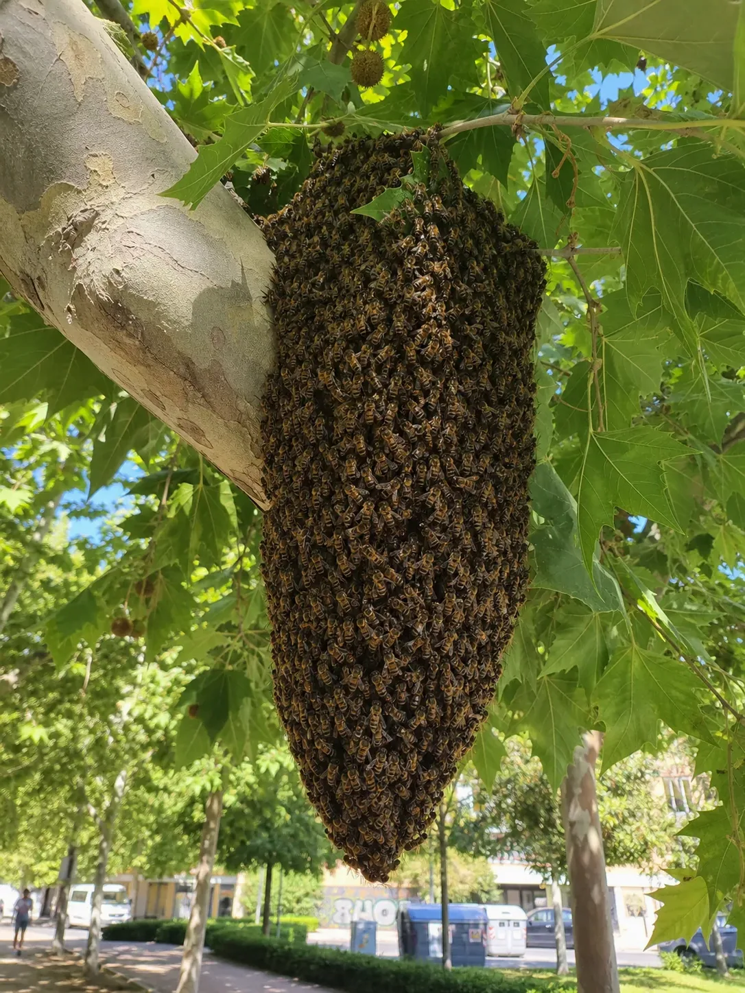 Tratamiento de abejas y enjambres en Caldes de Montbui — CaldesControl