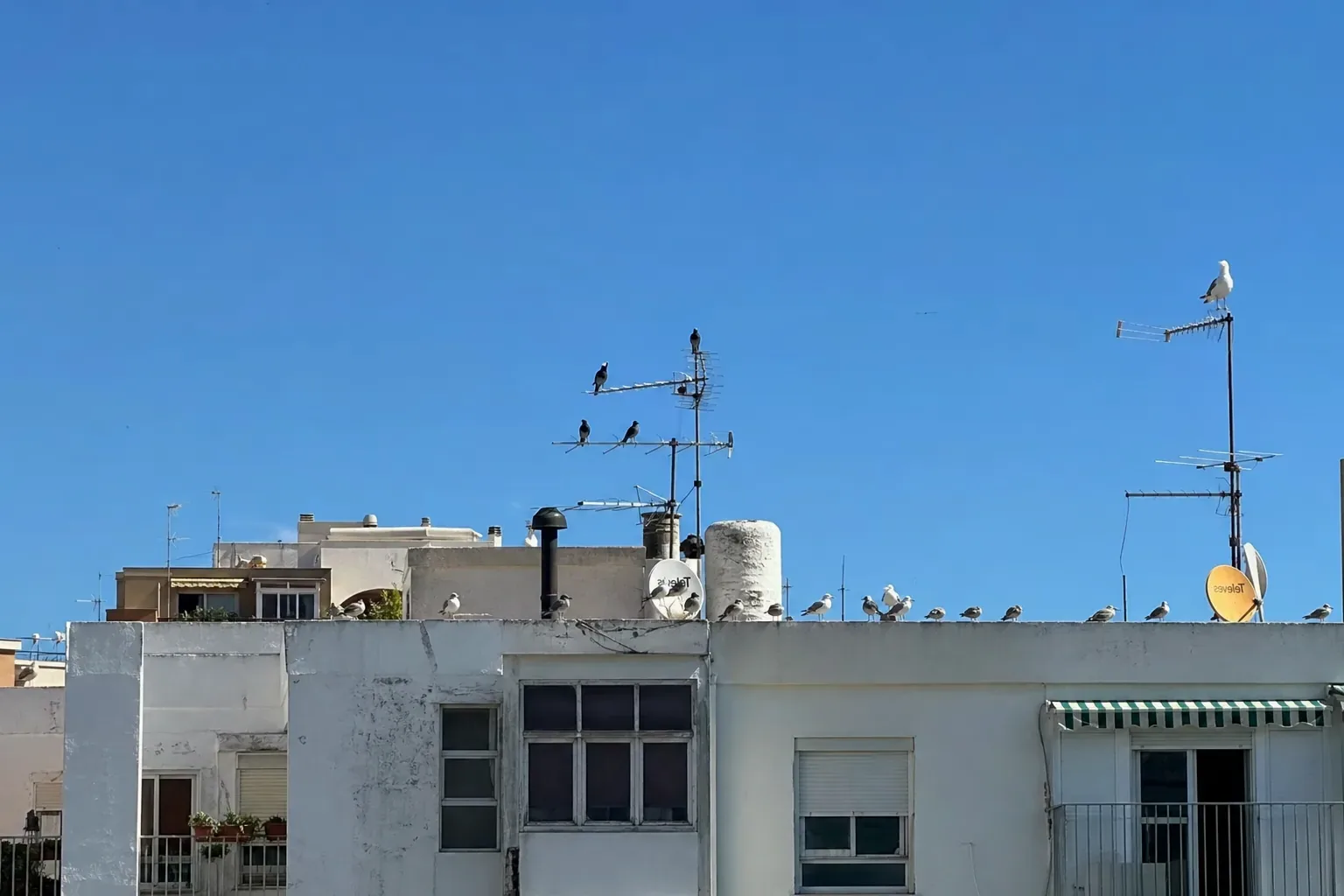 Gaviotas y palomas en la cubierta de un edificio