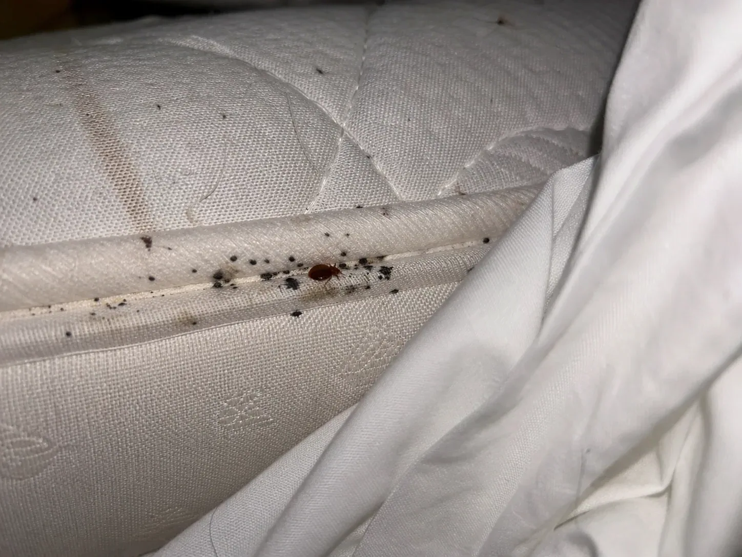 Inspección de chinches de cama en un colchón