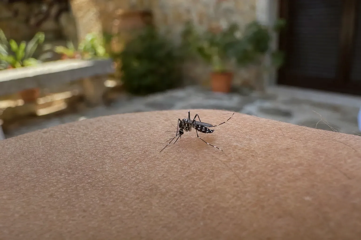 Tratamiento de mosquito tigre en Caldes de Montbui — CaldesControl