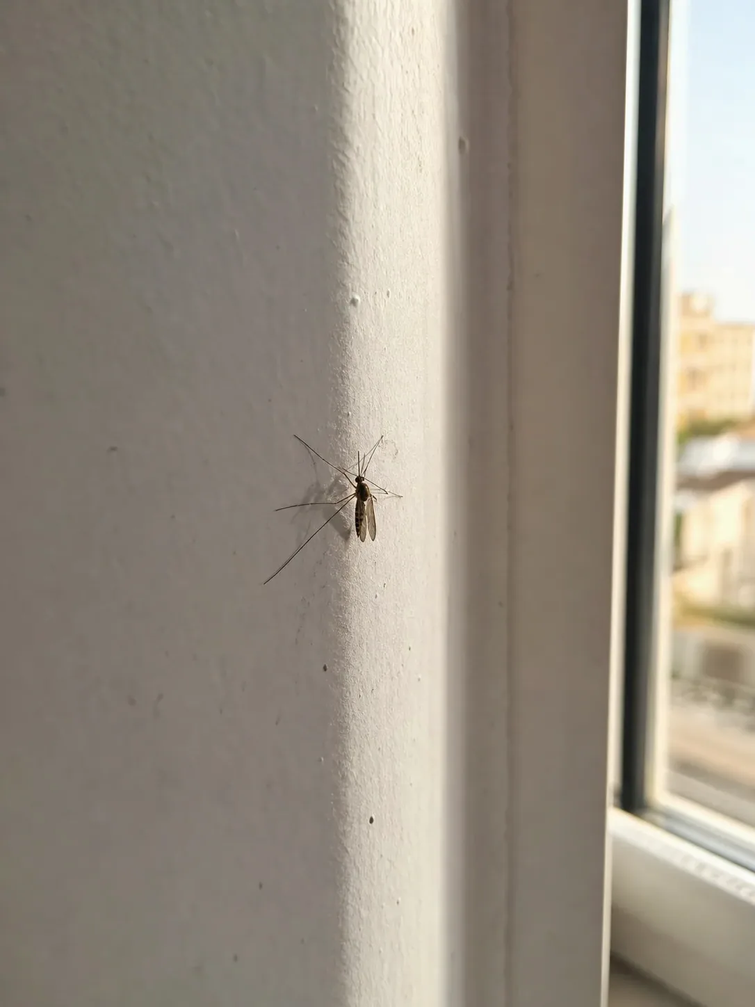 Tratamiento de mosquitos en Caldes de Montbui — CaldesControl