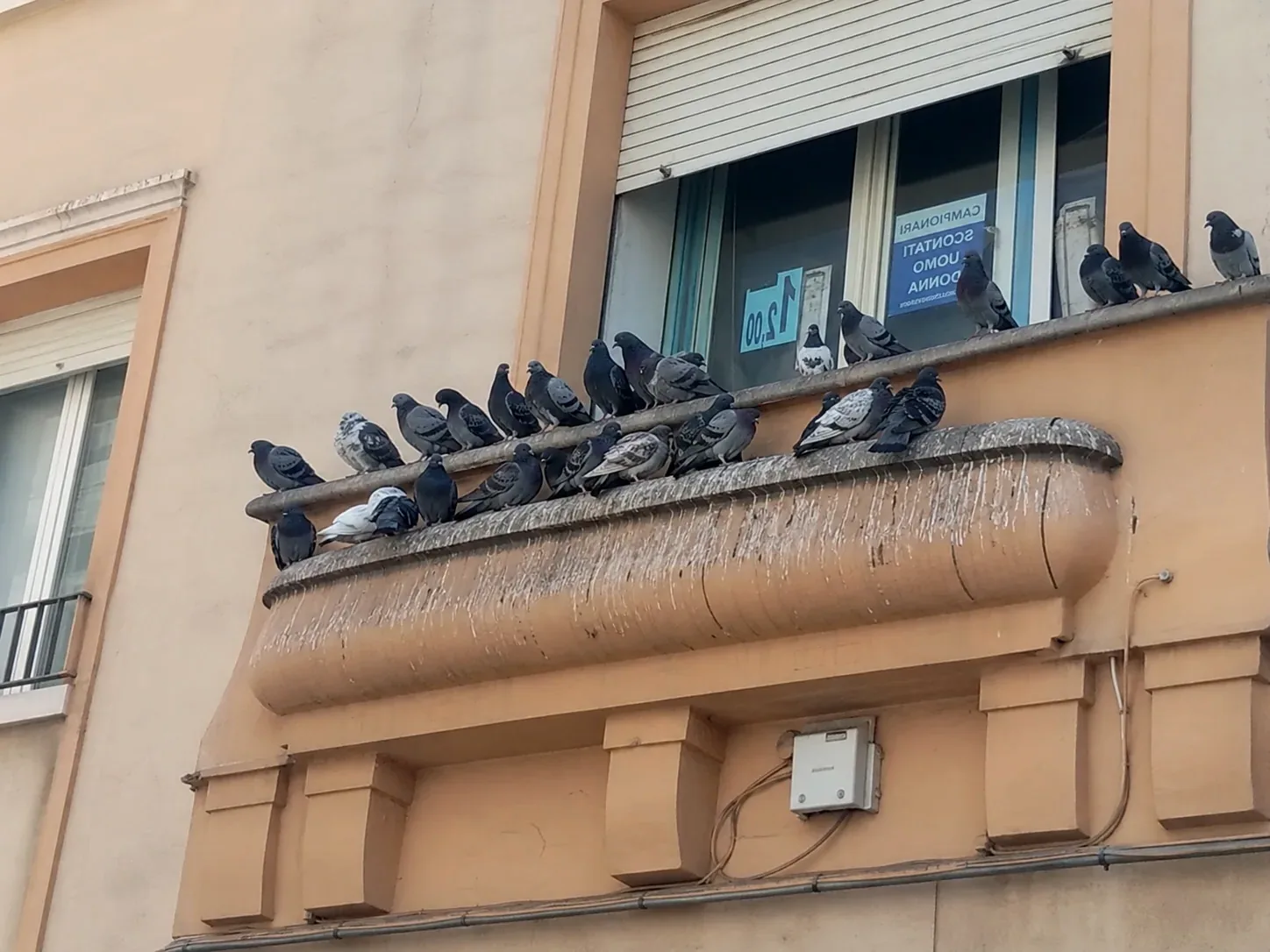 Palomas posadas en la cornisa de un edificio en Caldes de Montbui
