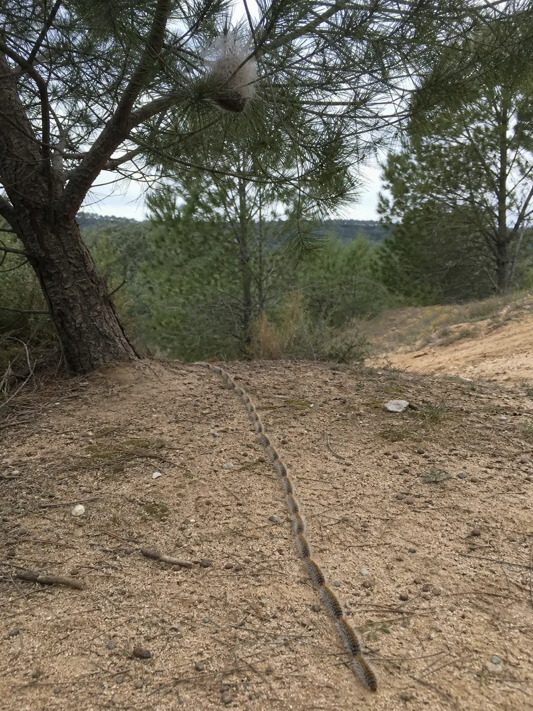 Tratamiento de procesionaria del pino en Caldes de Montbui — CaldesControl