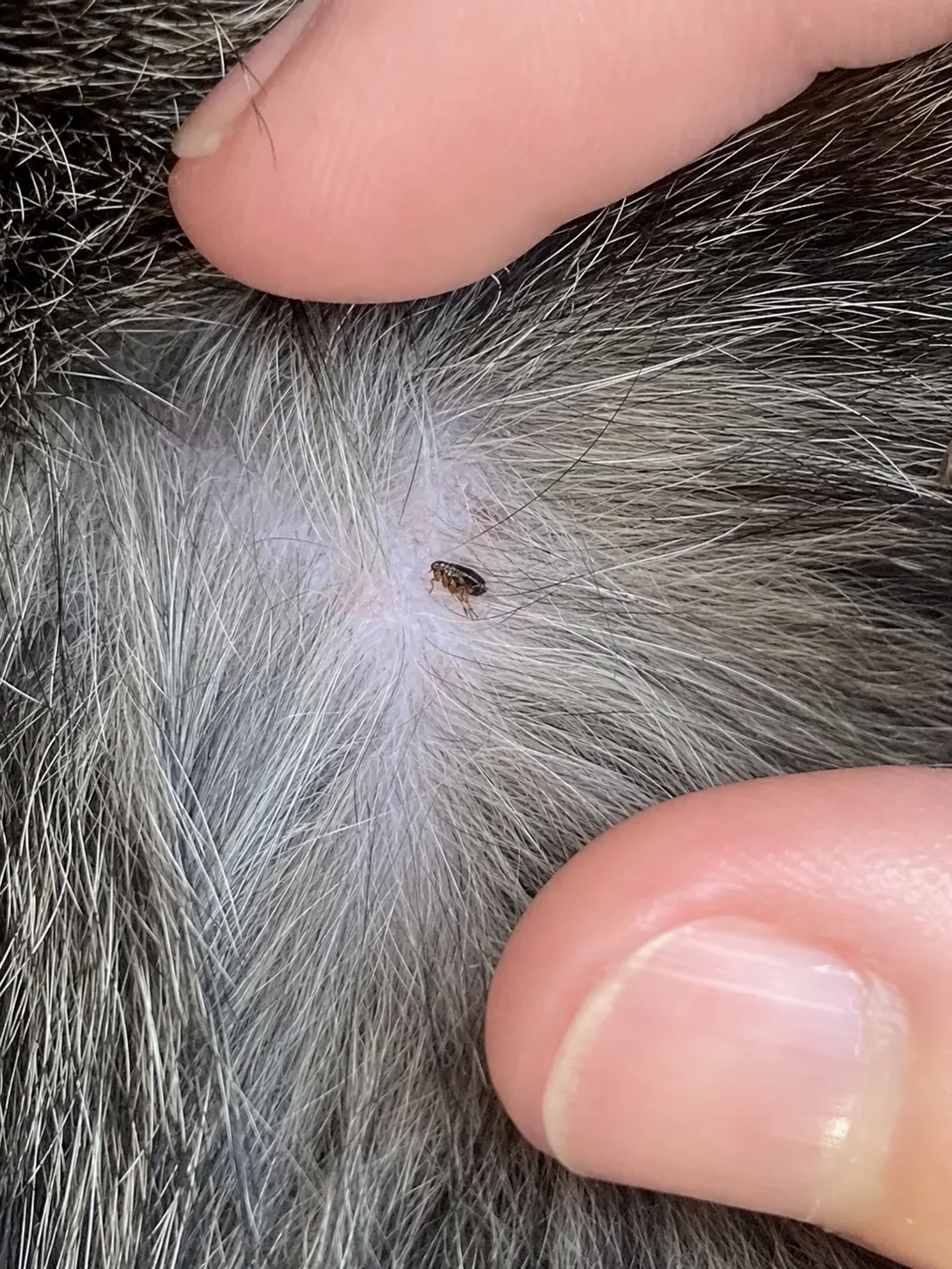 Pulga en detalle sobre el pelaje de una mascota
