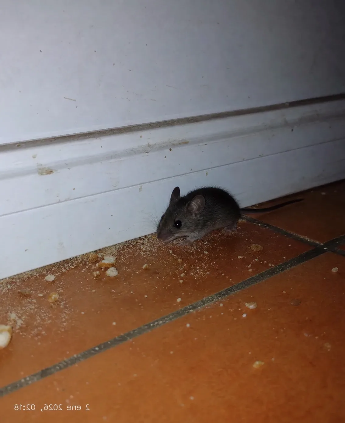 Ratón doméstico junto a un rodapié de la cocina