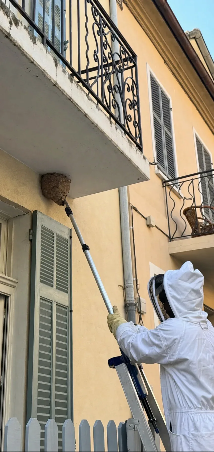 Retirada de nidos de avispas en Caldes de Montbui — CaldesControl