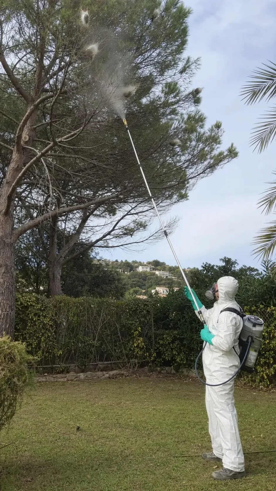 Tratamiento de la procesionaria en Caldes de Montbui — CaldesControl